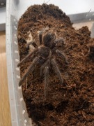 Lasiodora Parahybna niesex +3DC