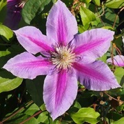 Clematis dr Ruppel p9 wysyłka Marzec 
