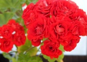 Sadzonka pelargonii Leufsta 