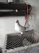 Sprzedam gołebie standart 