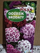 Goździk brodaty mix