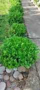 Bukszpan wieczniezielony 40-50 cm
