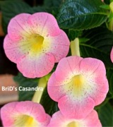 Achimenesy kłącze BRID's Casandra 