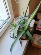 Aloes roślina doniczkowa 