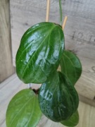 Hoya sp.Sulawesii GPS 8867