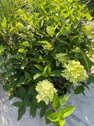 Hortensje magical candle 