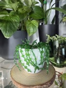 Roślina ozdobna sukulent #6