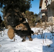 Suczka owczarka niemieckiego 