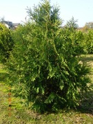 Wysokie tuje na żywopłot nie brabant, 180 cm transport