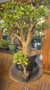 Grubosz Crassula Red Horn 