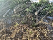 oddam za darmo drewno opałowe