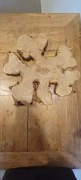Kwiatostan - plaster drewna robinii białej