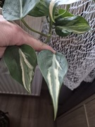 Philodendron Rio 