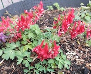 Kokorycz pełna mix kol 5n