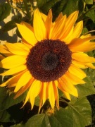 Słonecznik ozdobny niski BIG SMILE-wielki kwiat 