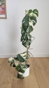 Monstera variegata