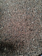 Facelia błękitna 10 kg