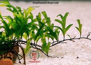 Crepidomanes Grape Leaf Rarytas