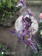 Trzykrotka purple heart nr 16 dł 20 cm