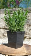 Lawenda Munstead – roczne sadzonki, gęste, ok. 20 cm