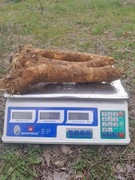 Chrzan korzeń 1 kg chrzan korzen mocny wyrazisty smak 