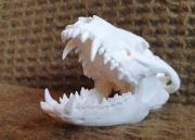 Weterynaria- czaszka jenota (Nyctereutes) (Nie czaszka lisa!)