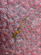 Włącznik | Motorola G42