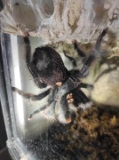 Avicularia Metallica pająk ptasznik 