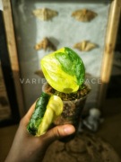 Scyndapsus Exotica Andalas variegata Indonezja scindapsus sadzonka 