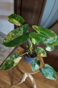 Philodendron burle marx variegata 
