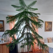 Araukaria zimozielona