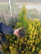 Tuja Aurea nana ozdobna