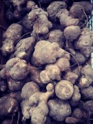 PROMOCJA Topinambur leczniczy sadzeniak wiosenny16 kg