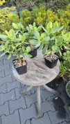 Grubosz Crassula Maruba Kagetsu 