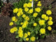 OMIEG WSCHODNI Doronicum orientale 300 nasion