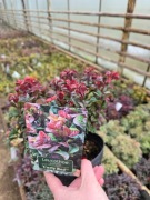 Kiścien wawrzynowy- Curly Red