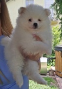 Szpic miniaturowy ,pomeranian,suczka