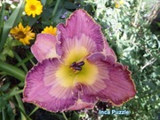 Liliowiec Inca Puzzle