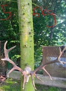 Poroże z głową jelenia ~6kg