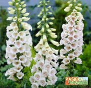 Naparstnica purpurowa  mix MIODODAJNA   (5szt)