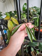 Hoya wayetii cięta