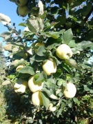 Pogwa wielkoowocowa gruszkowa duże owoce 1 kg