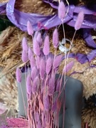 lagurus dmuszek jajowaty trawa suszona duży fiolet