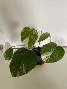 Monstera variegata