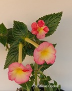 Achimenesy Christmas Cookie kłącze 