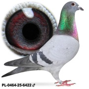 Samiec Syn Magic Kanibaal x Uwe Berg Linia "Gaston " KIM