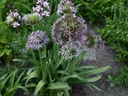 Czosnek Krzysztofa Allium christophii roślina miododajna 50 n