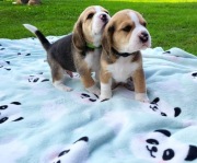 Beagle FCI  (ZKwP)