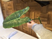Philodendron Paraiso Verde