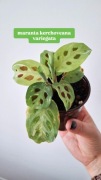 Maranta Kerchoveana variegata sadzonka roślina nadwyzka własna parapetowa